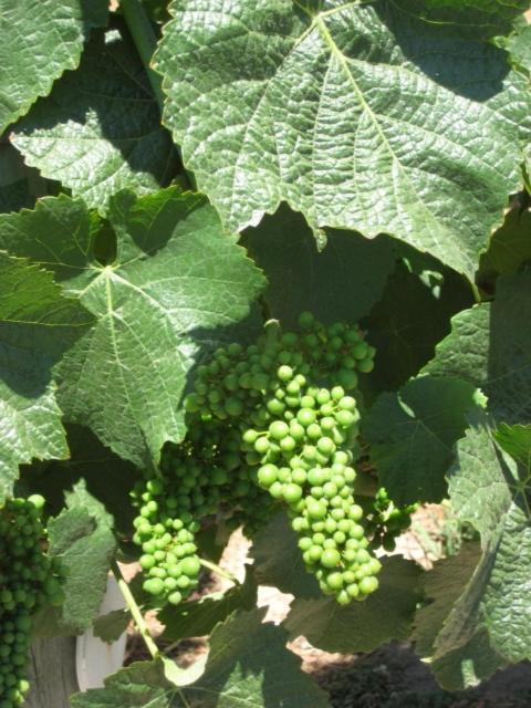 Pearlessence Vineyard Inn Sebastopol Exterior foto