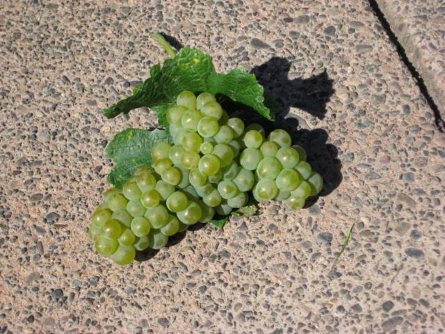 Pearlessence Vineyard Inn Sebastopol Exterior foto