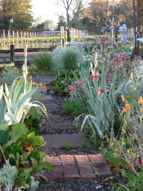 Pearlessence Vineyard Inn Sebastopol Exterior foto